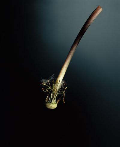 HOLLOW STEM