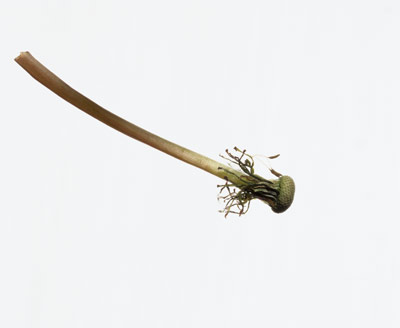 HOLLOW STEM